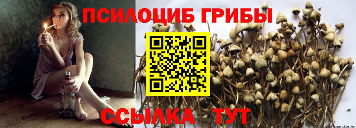 Псилоцибиновые грибы прущие грибы Зеленогорск